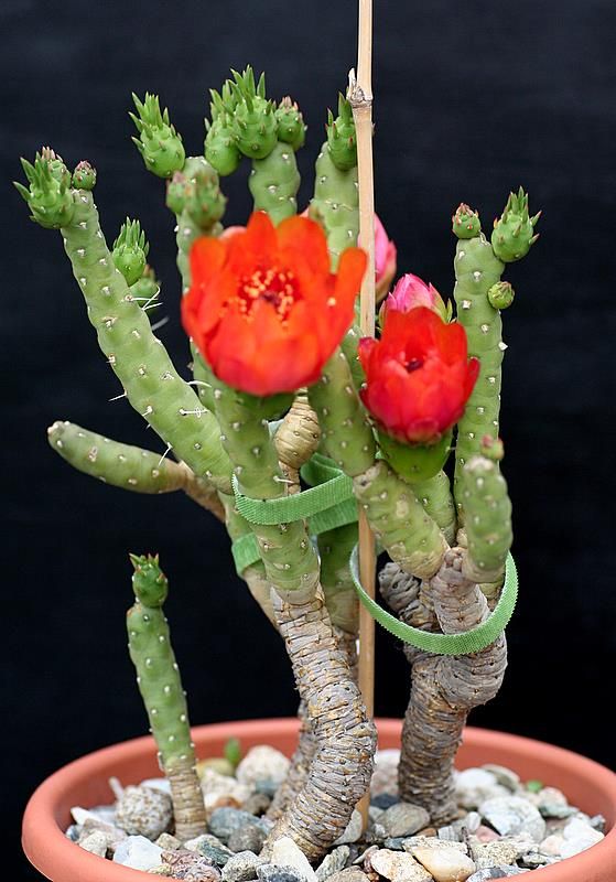 austrocylindropuntia_verschaffeltii__108.jpg