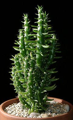 240px-Austrocylindropuntia_subulata0.jpg