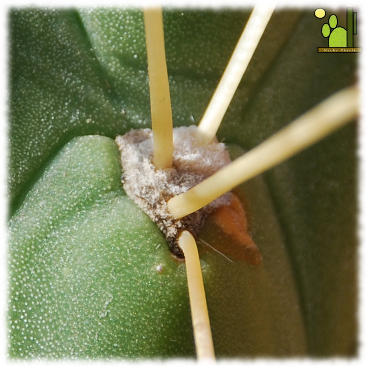 Austrocylindropuntia subulata 211 areola.JPG