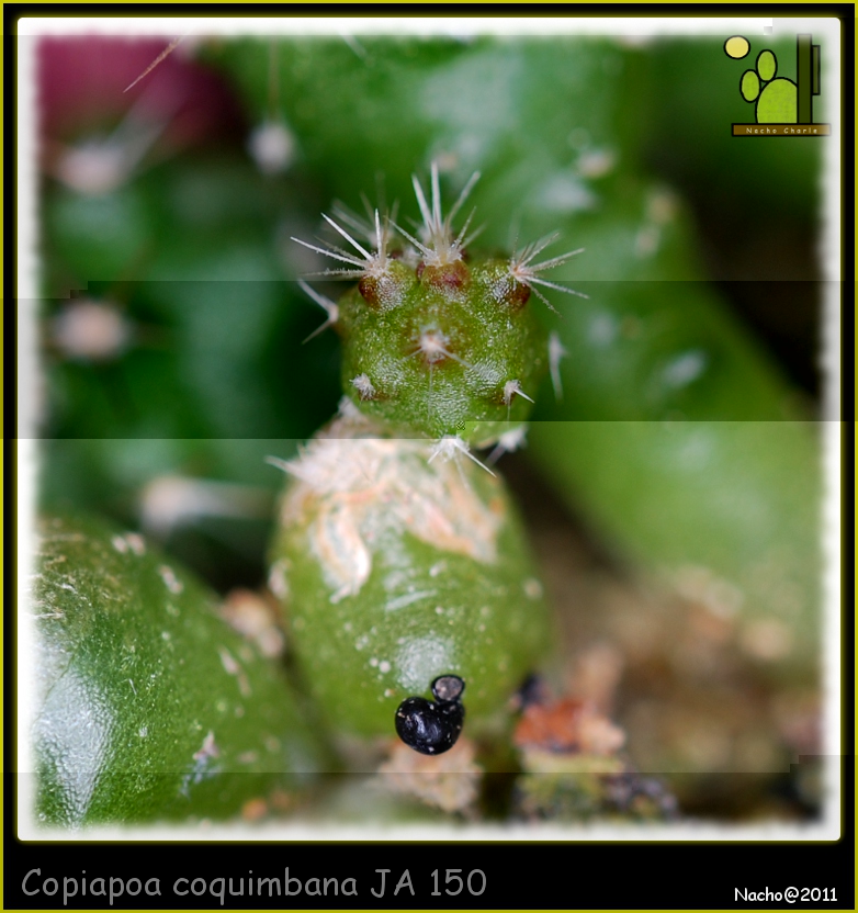 Copiapoa coquimbana JA 150 932 2011 12 11.jpg