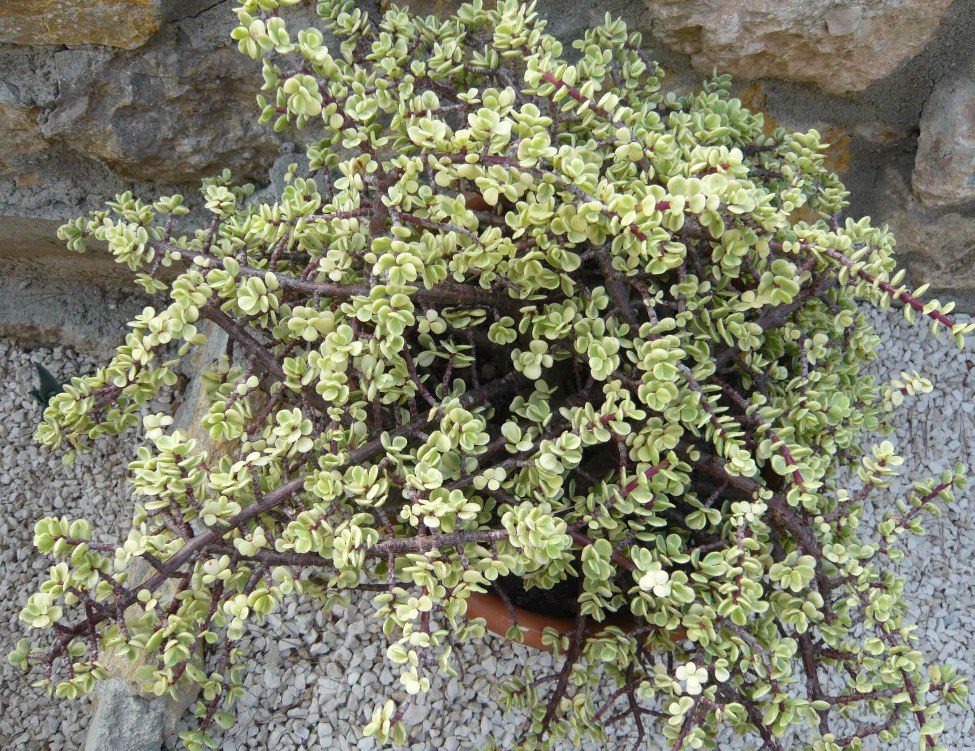 PORTULACARIA AFRA VARIEGATA.JPG