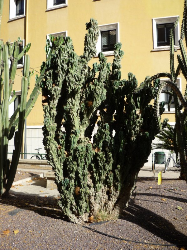 Otro cereus peruvianus monstruosus