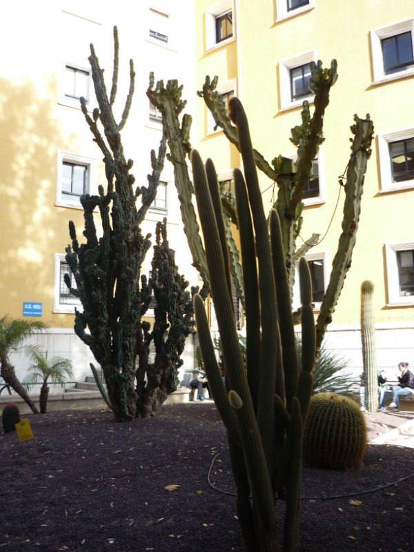 Euphorbia ingens detras del que parece espostoa guentheri