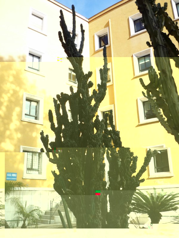 Cereus peruvianus monstruosus, no lo supera la euphorbia porque está recortada