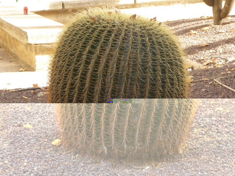 Este grusonii de impresión