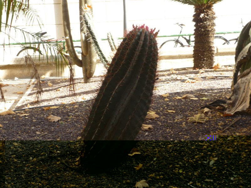 El ferocactus está descomunal, me pareció un stainesii