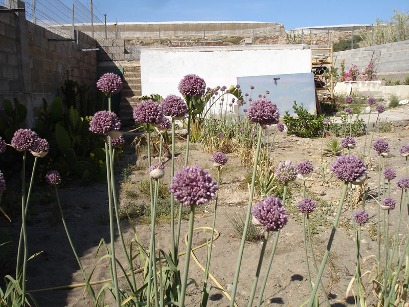 Cebollas en flor 05.09 (1).jpg