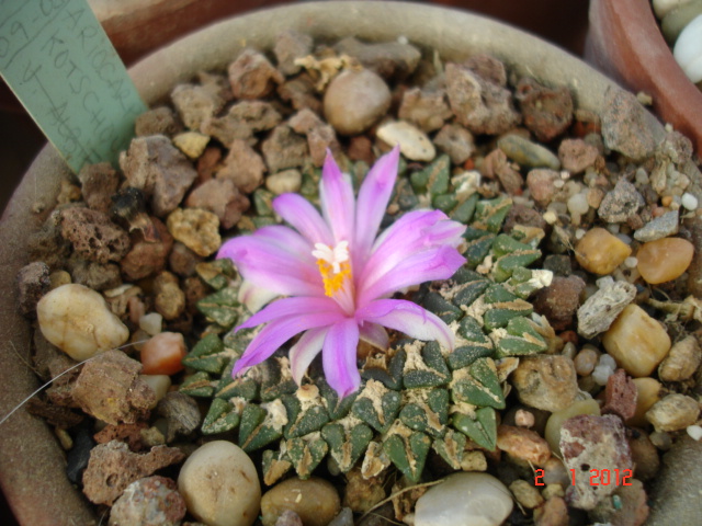 Ariocarpus Kotschoubeyanus 01.12.jpg