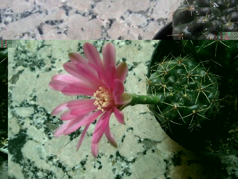 Gymnocalicium daldianum