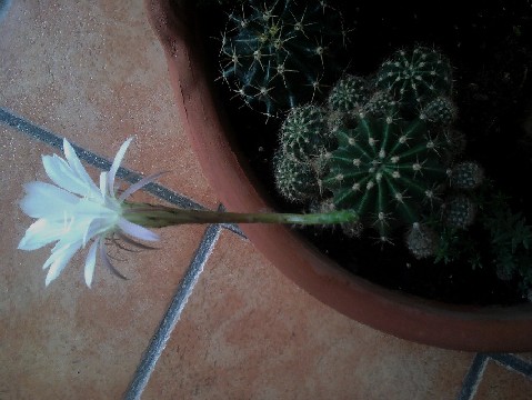 Echinopsis eryesii