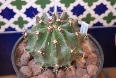 Ferocactus wislizenii