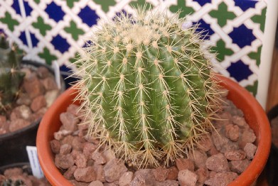 Echinocactus grusonii