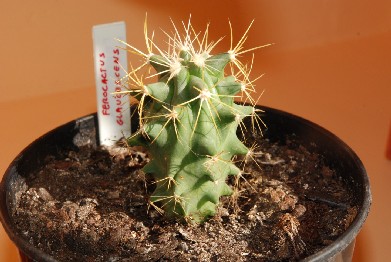 Ferocactus glaucescens