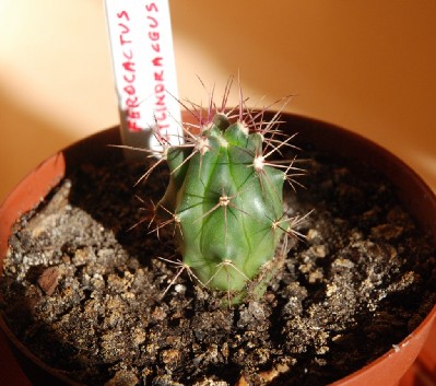 Ferocactus cilindraceus