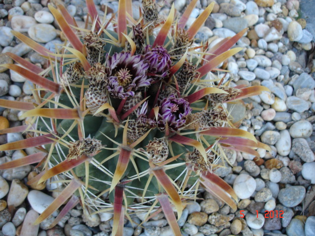 Ferocactus latispinus