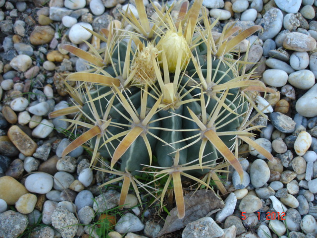 Ferocactus latispinus flavispinus.<br /><br />Ferocactus latispinus flavispinus