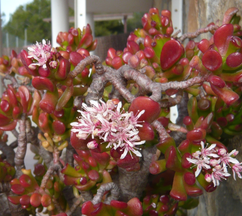 Detalle de la zona en flor