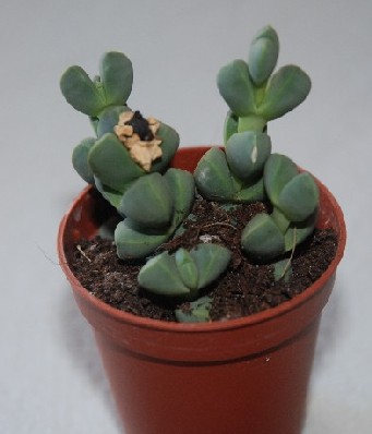 ¿Corpuscularia?