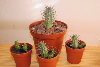 Euphorbia ferox