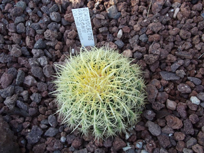 cultivar japonés