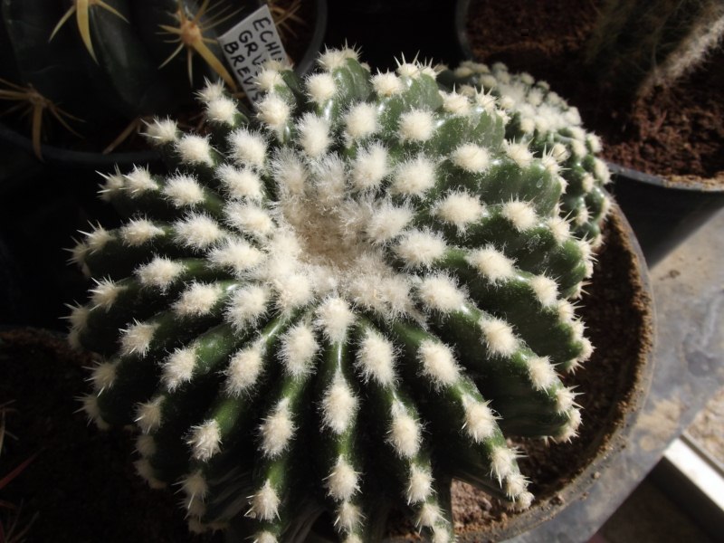 brevispinus