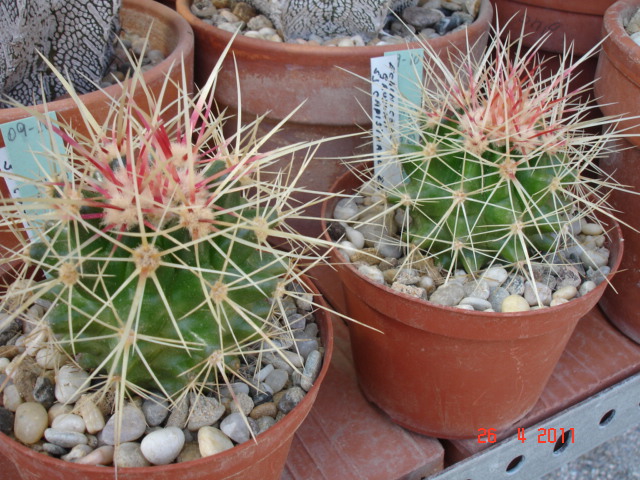 Grusonii San Juan de Capistrano.jpg