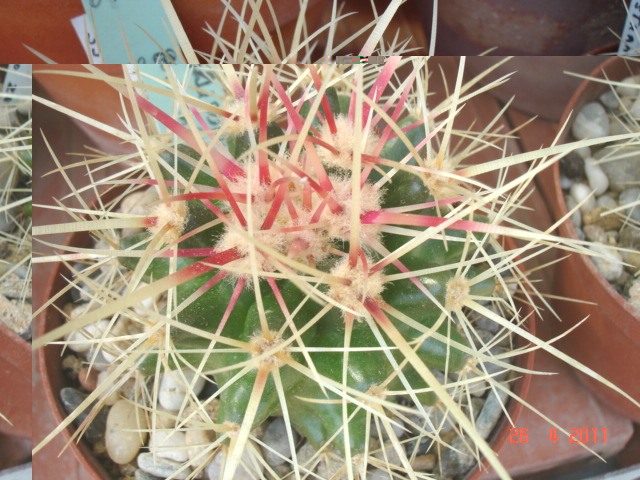 Grusonii San Juan de Capistrano (1).jpg
