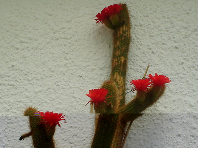 DSC01472.JPG