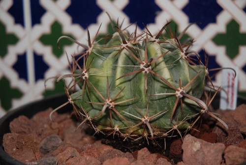 ¿Ferocactus peninsulae?