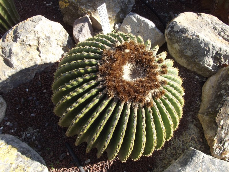 Brevispinus ya sin esos pompones de lanosidad blanca