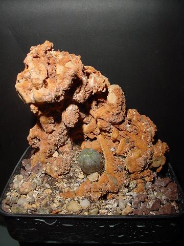 lophophora williamson de año y medio.