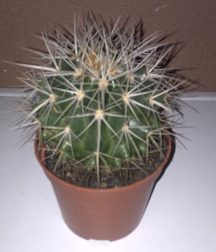 IMAG0123a.jpg