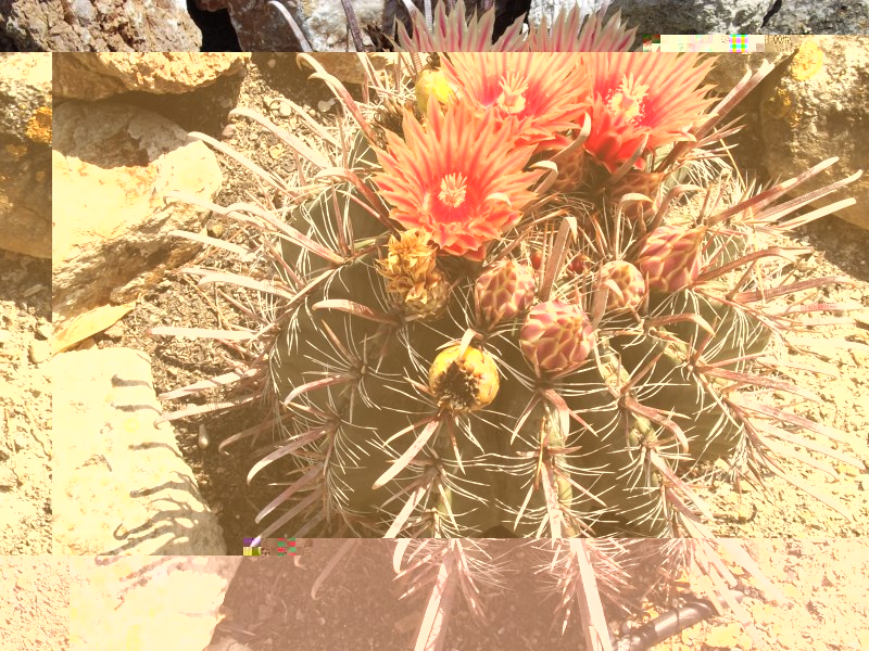 Ferocactus peninsulae townsendianus