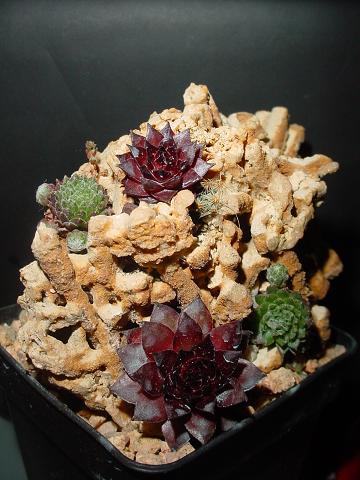 sempervivum montanum(verde) la de color morado desconozco la identificacion.