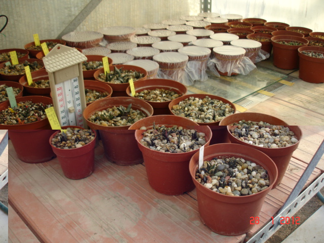 A 004.jpg