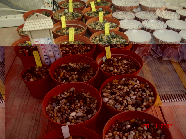 A 005.jpg