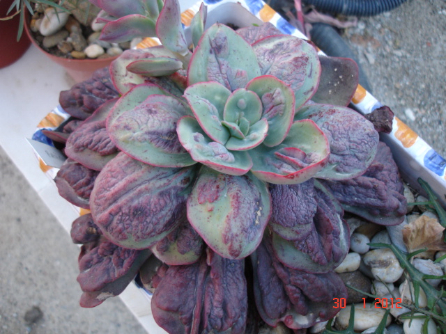 Echeveria Baron Bold 30.01.12.jpg