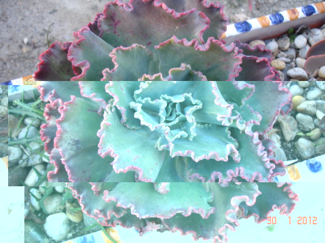 Echeveria Harry Buterflield 30.01.12.jpg