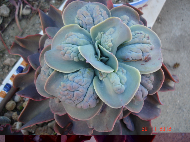 Echeveria Paul Buyan 30.01.12.jpg