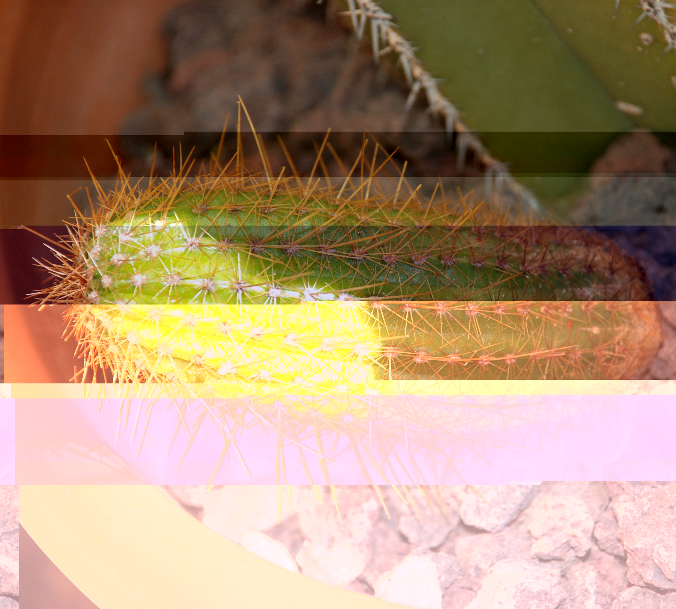 Echinopsis 002.JPG