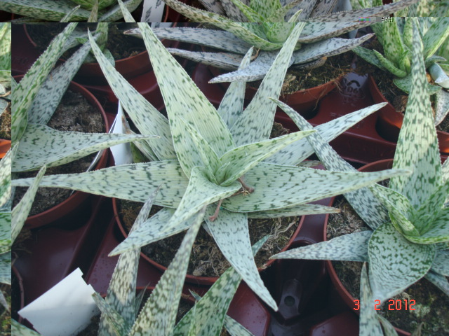 A 004.jpg