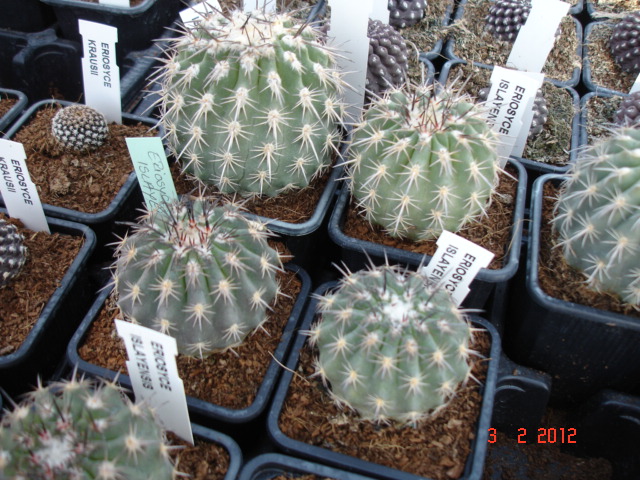 A 018.jpg