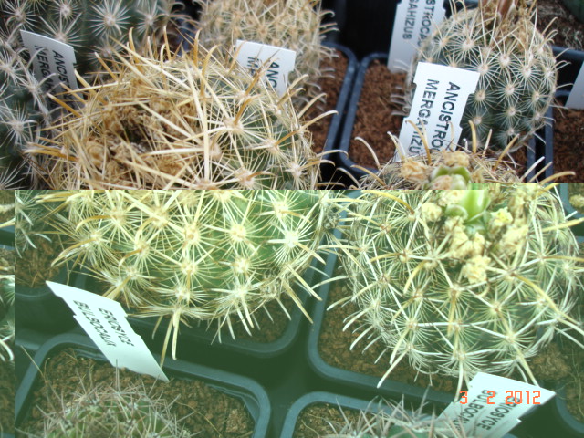 A 029.jpg