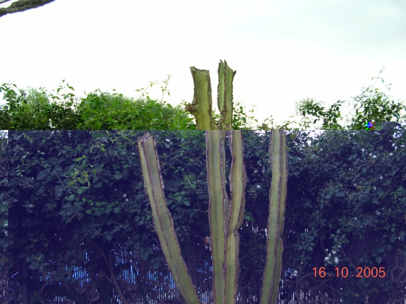 Euphorbia ingens-DSCN0888- [800x600].jpg