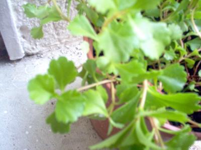 2 Sedum kamtschaticum