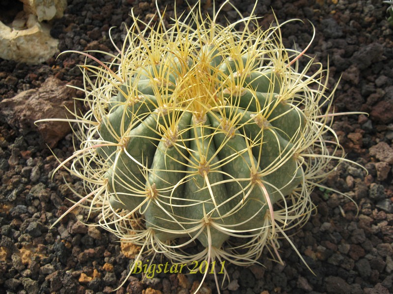 04_ferocactus_johnstonianus_bis_805.jpg