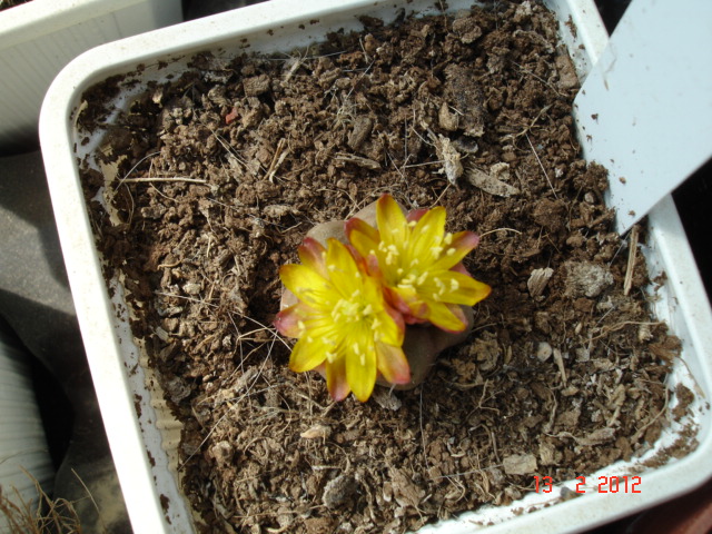 A 033.jpg
