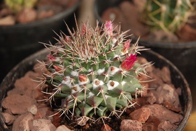 ¿mammillaria nivosa?