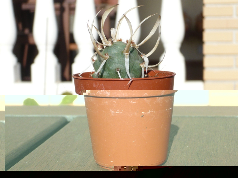 tephrocactus articulatus v. papyracanhtus