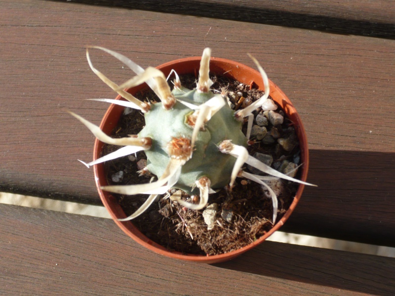 tephrocactus articulatus v. papyracanthus